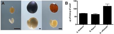 Dynamic Subcellular Localization of Iron during Embryo Development in Brassicaceae Seeds